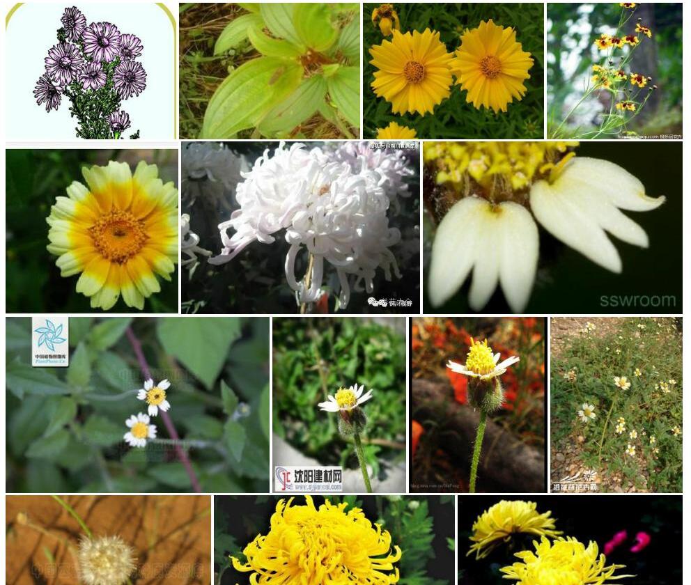 光叶扁芒菊照片和图片/