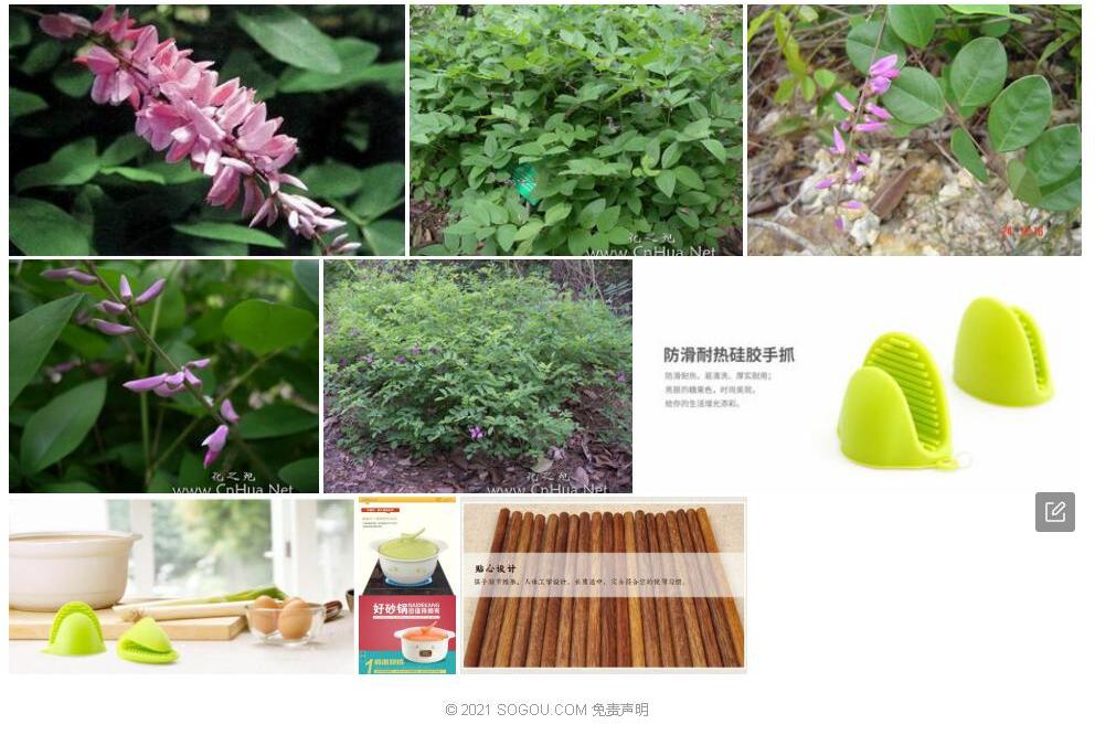 光叶木蓝照片和图片/