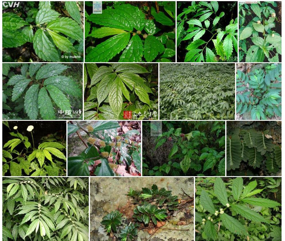 光叶楼梯草照片和图片/