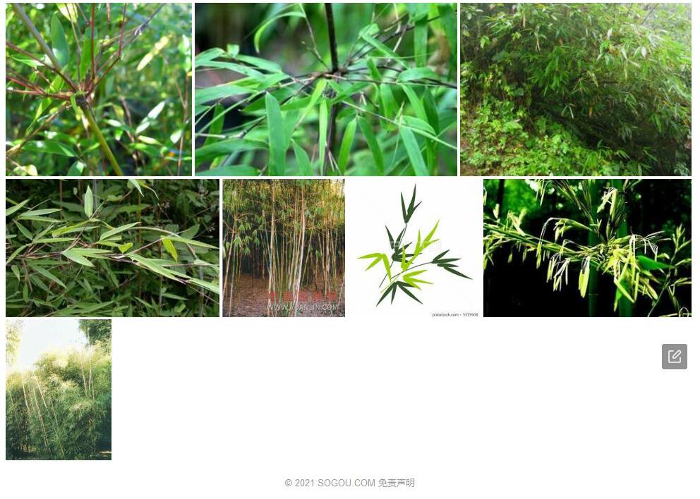 光叶箭竹照片和图片/