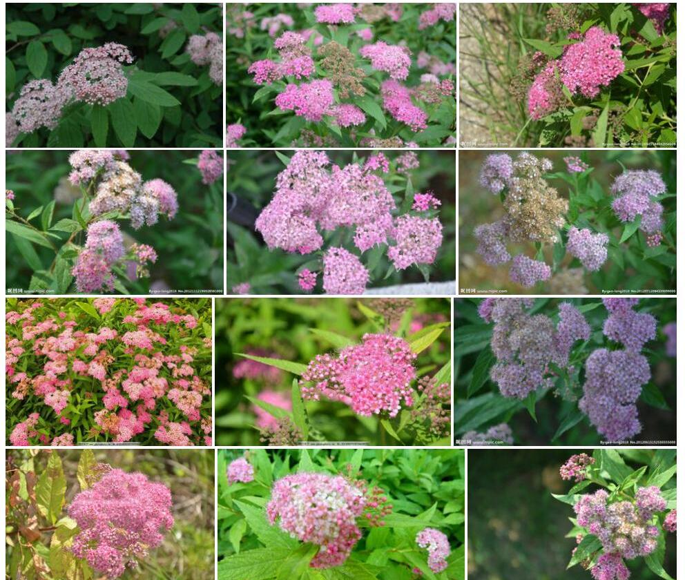 光叶粉花绣线菊照片和图片/
