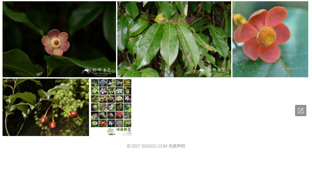 光叶紫玉盘照片和图片/
