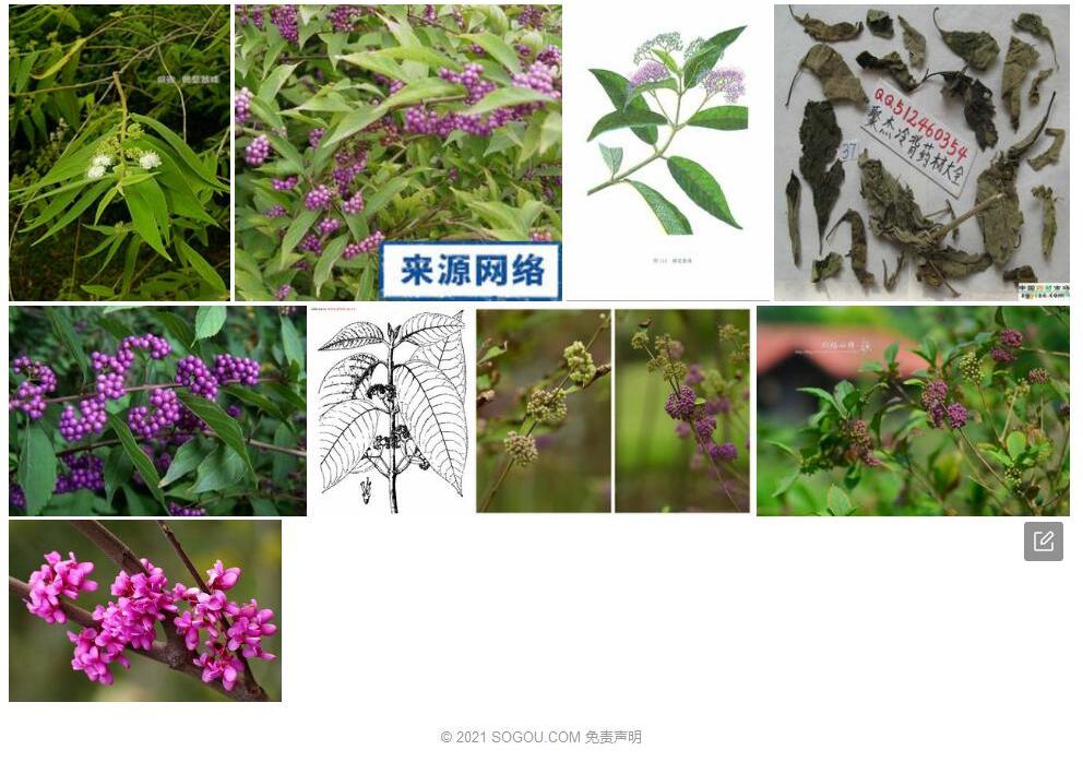 光叶紫珠照片和图片/