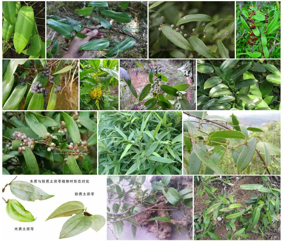 光叶菝葜照片和图片/