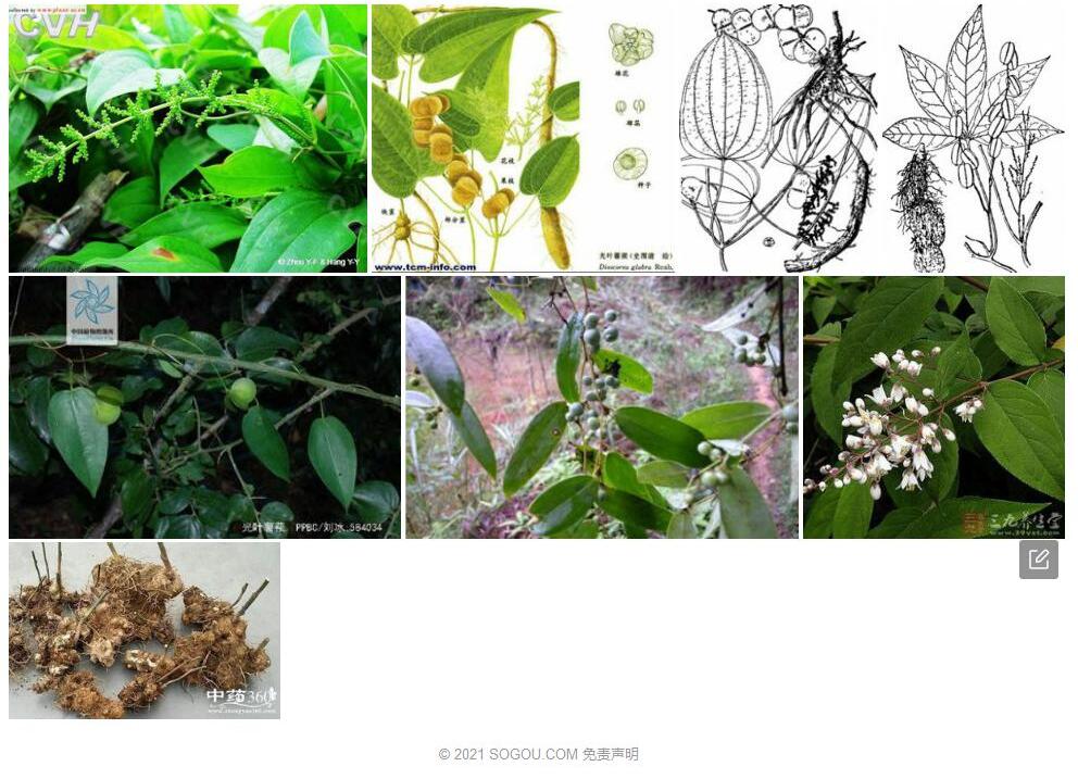 光叶薯蓣照片和图片/