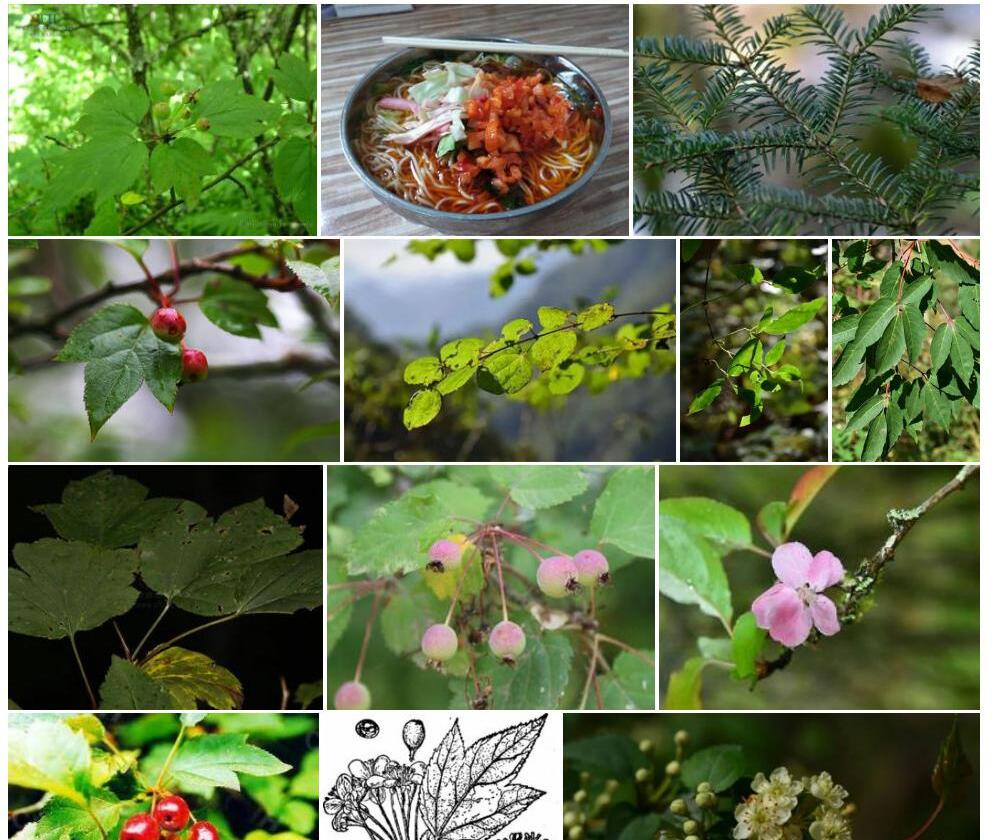 光叶陇东海棠照片和图片/