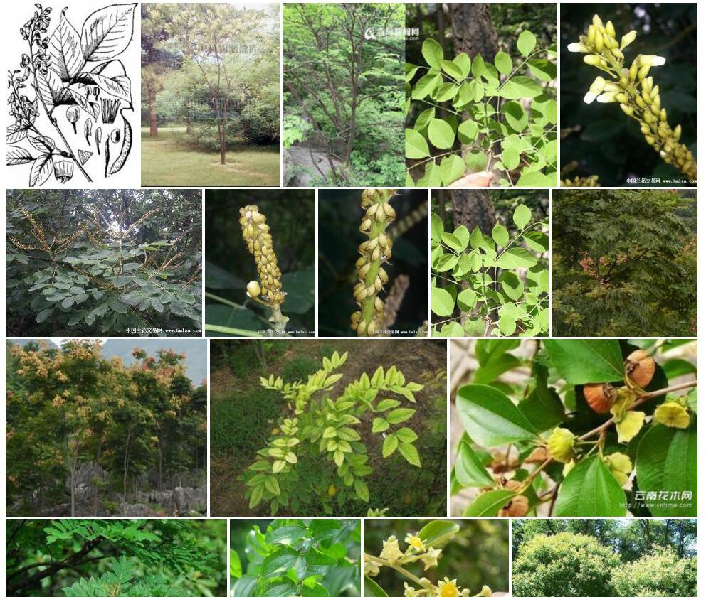 光叶马鞍树照片和图片/