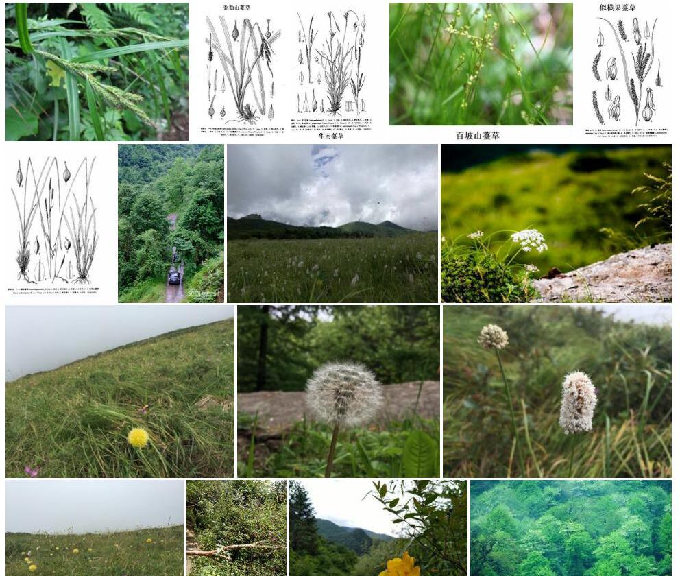光头山薹草照片和图片/