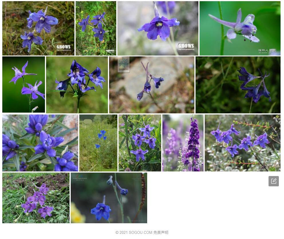 光序翠雀花照片和图片/