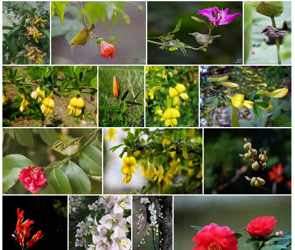 光果小雀花照片和图片/