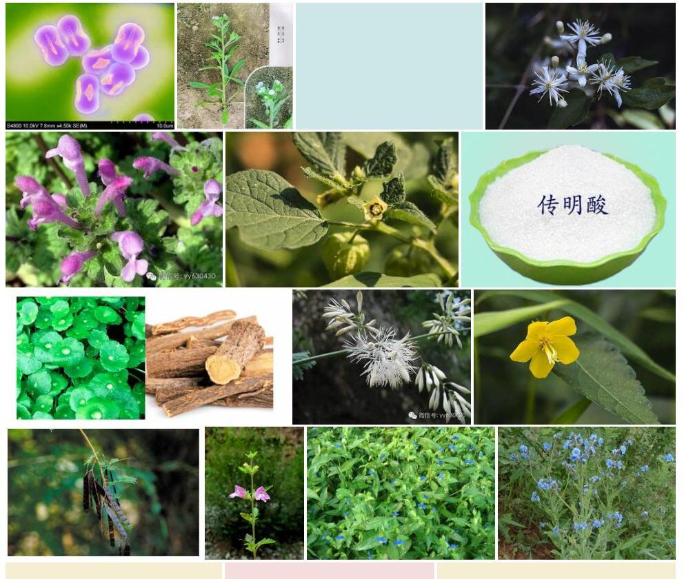 光果微孔草照片和图片/