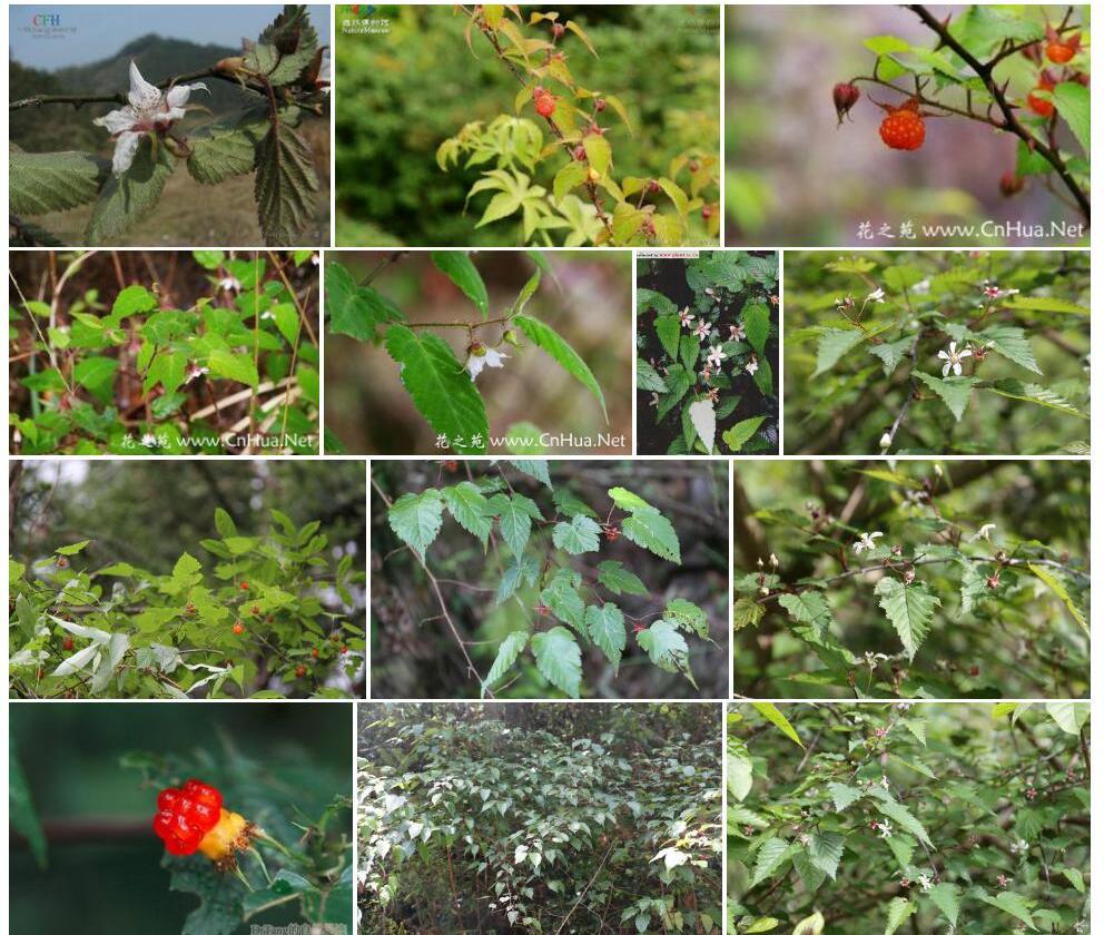 光果悬钩子照片和图片/