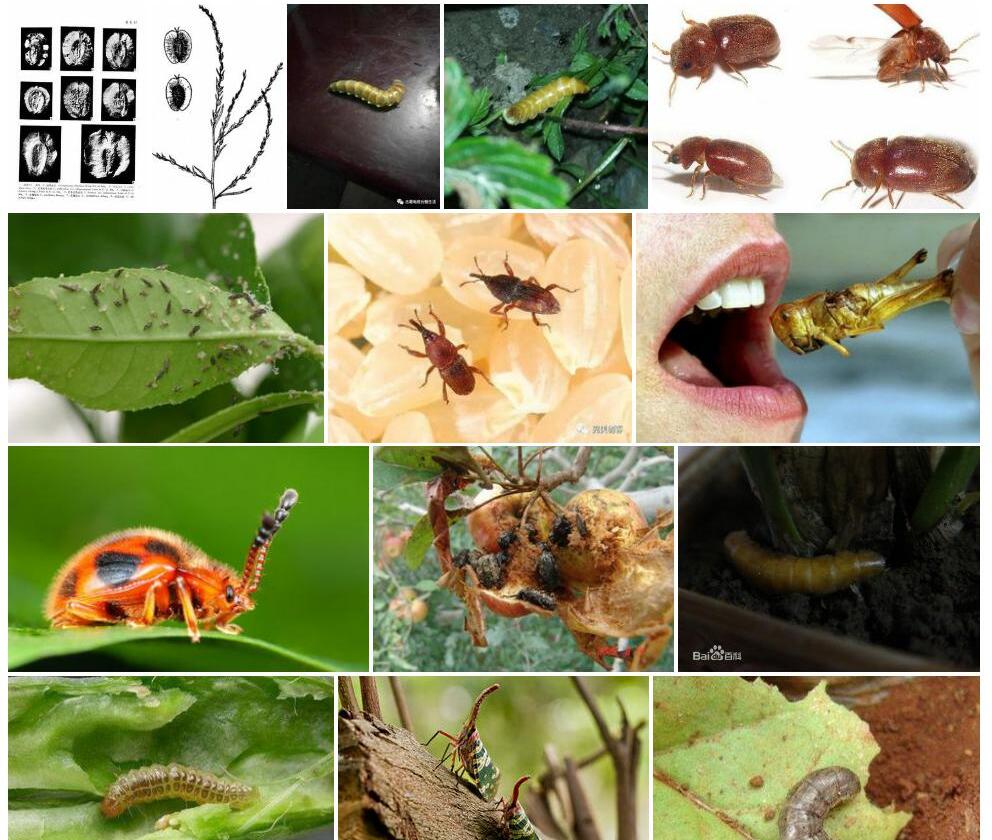 光果细苞虫实照片和图片/