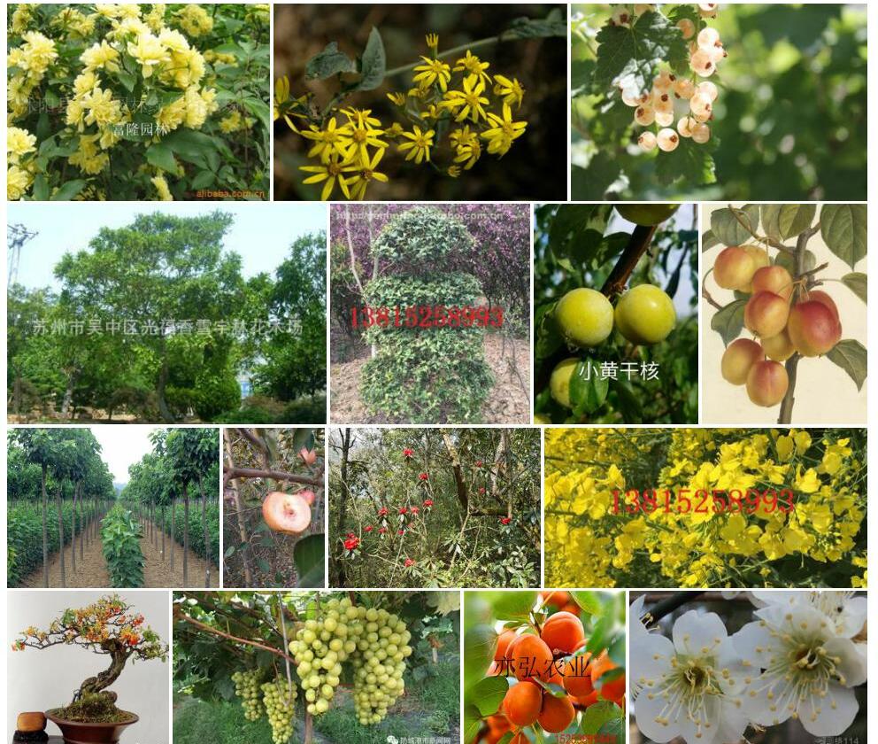 光果黄花木照片和图片/