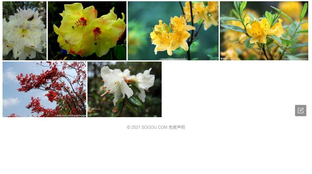 光柱淡黄杜鹃照片和图片/