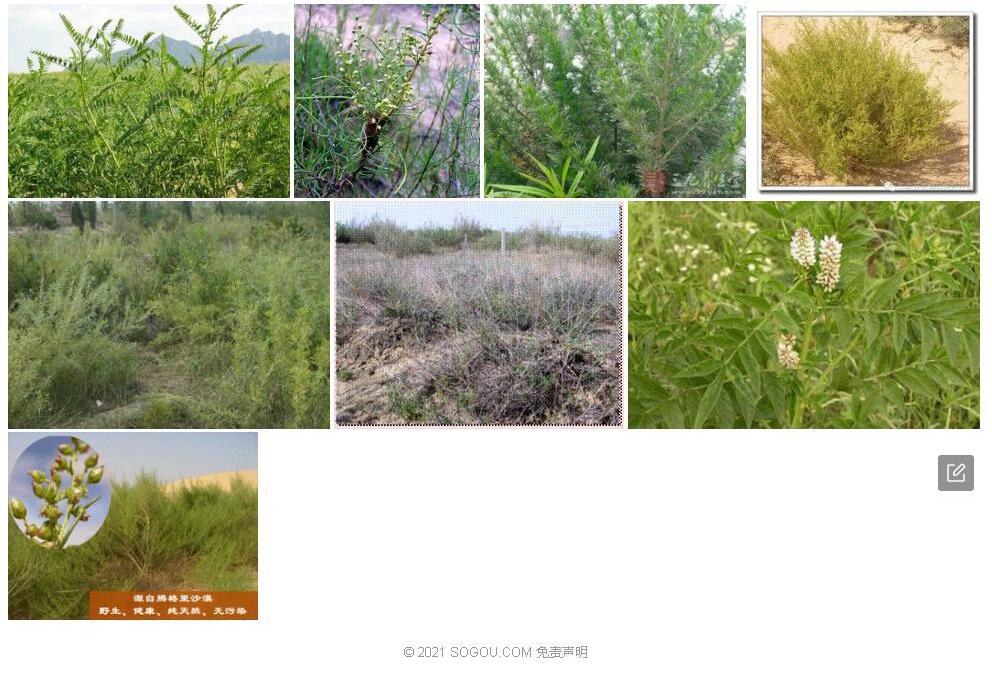 光沙蒿照片和图片/