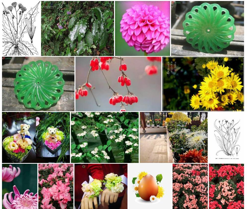 光滑花佩菊照片和图片/
