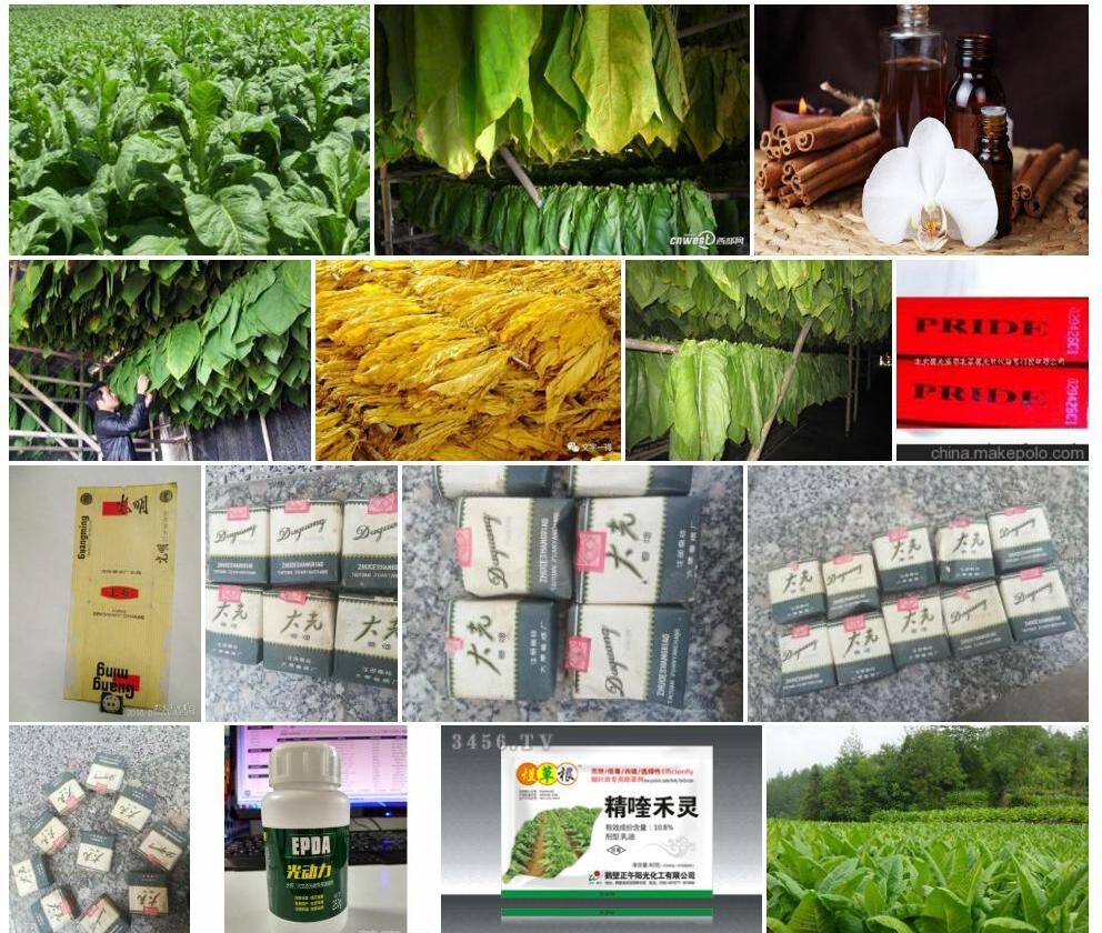 光烟草照片和图片/