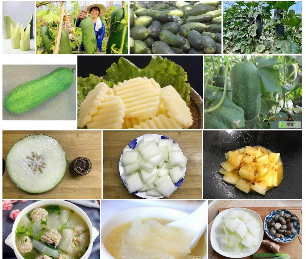 光皮冬瓜杨照片和图片/