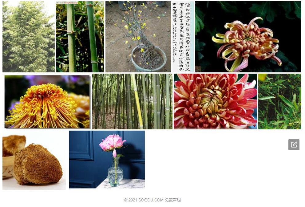 光箨苦竹照片和图片/