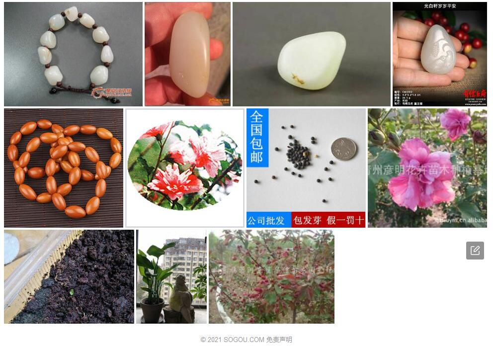 光籽木槿照片和图片/