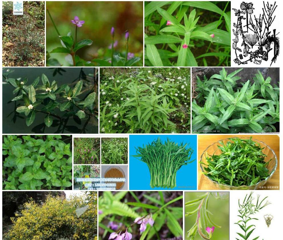 光籽柳叶菜照片和图片/
