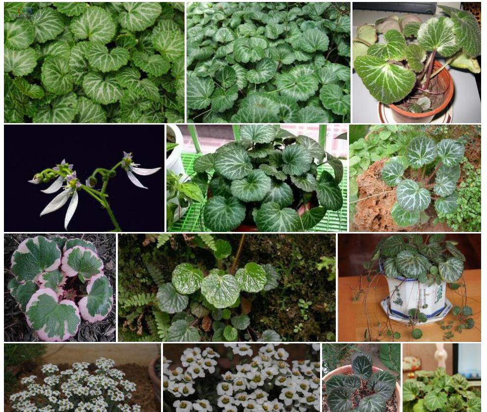 光缘虎耳草照片和图片/