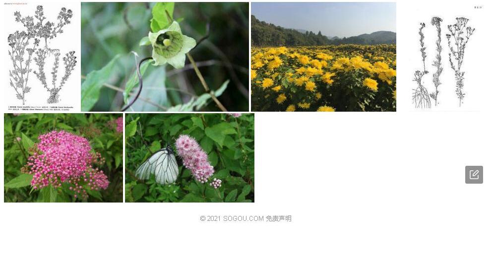 光苞亚菊照片和图片/