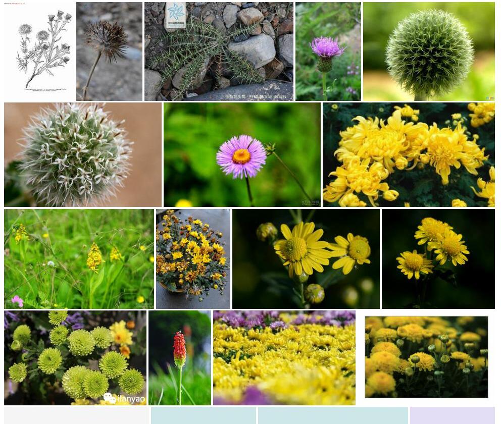 光苞刺头菊照片和图片/
