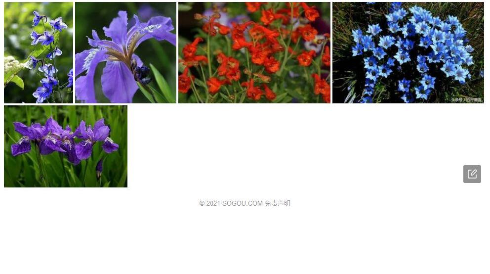 光茎翠雀花照片和图片/