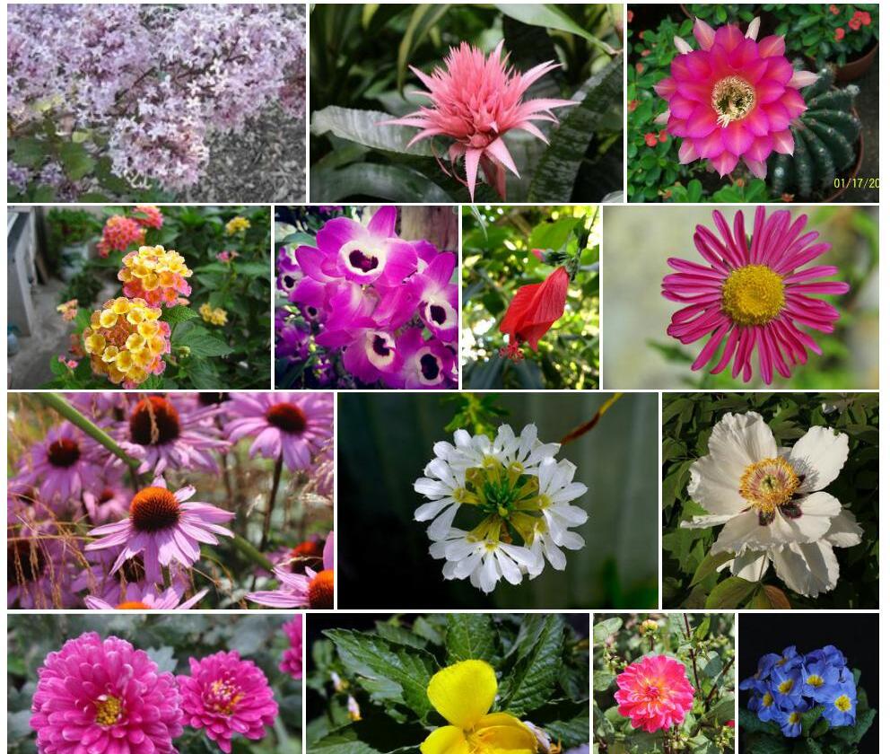 光萼彩花照片和图片/