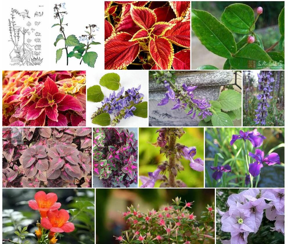 光萼鞘蕊花照片和图片/
