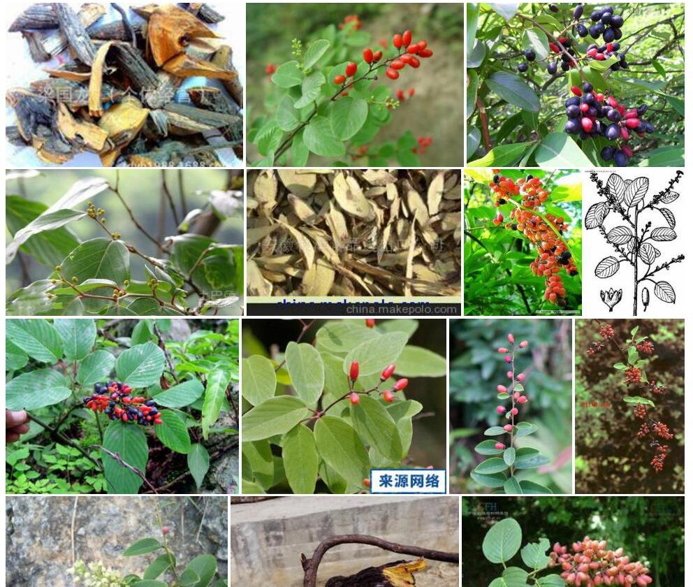光轴勾儿茶照片和图片/