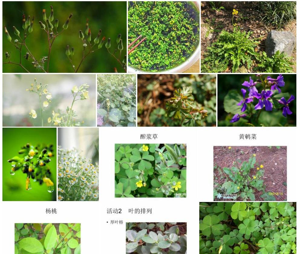 光黄鹌菜照片和图片/