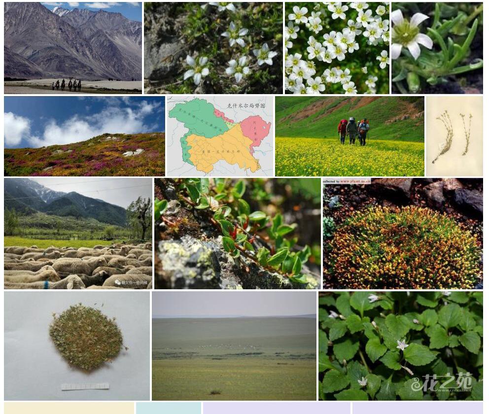 克什米尔米努草照片和图片/