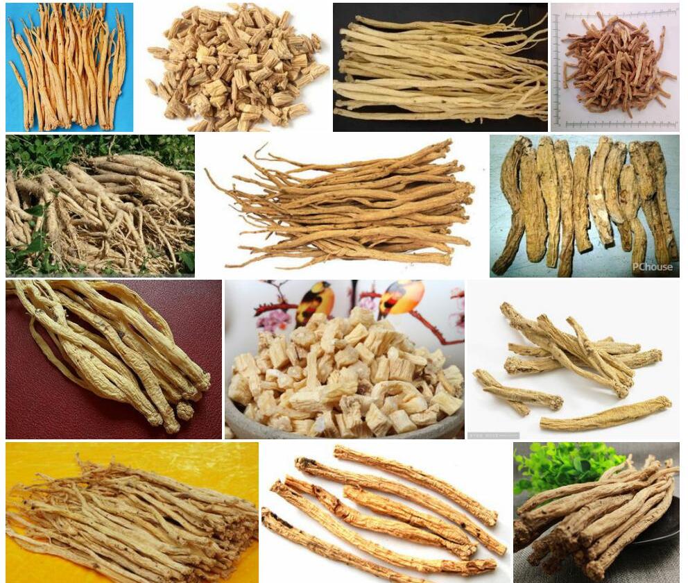 党参照片和图片/
