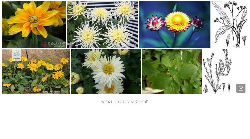 全光菊照片和图片/