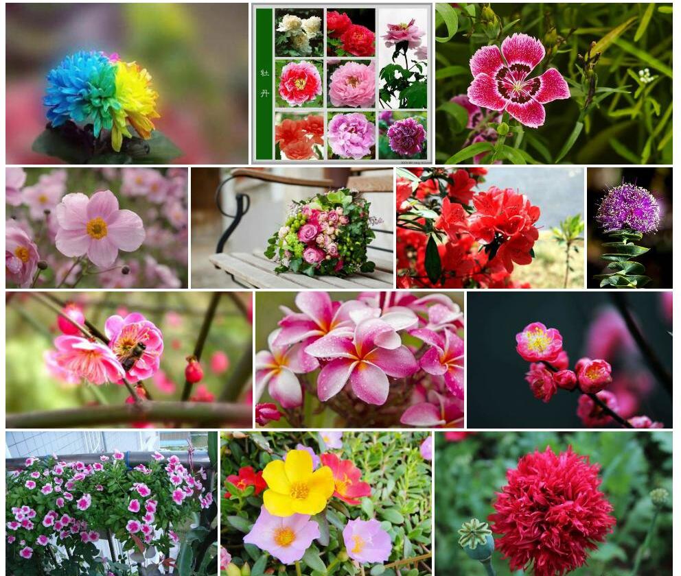 全叶动蕊花照片和图片/