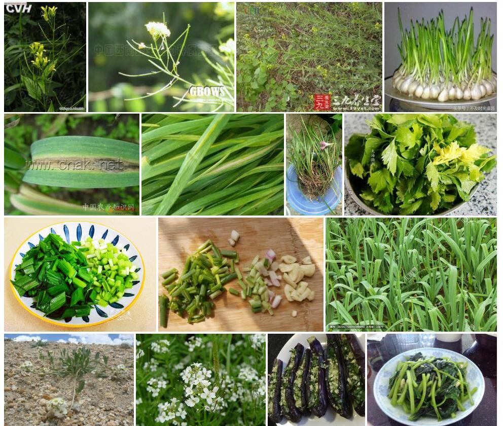 全叶大蒜芥照片和图片/