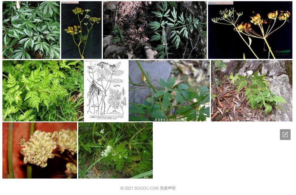 全叶山芹照片和图片/