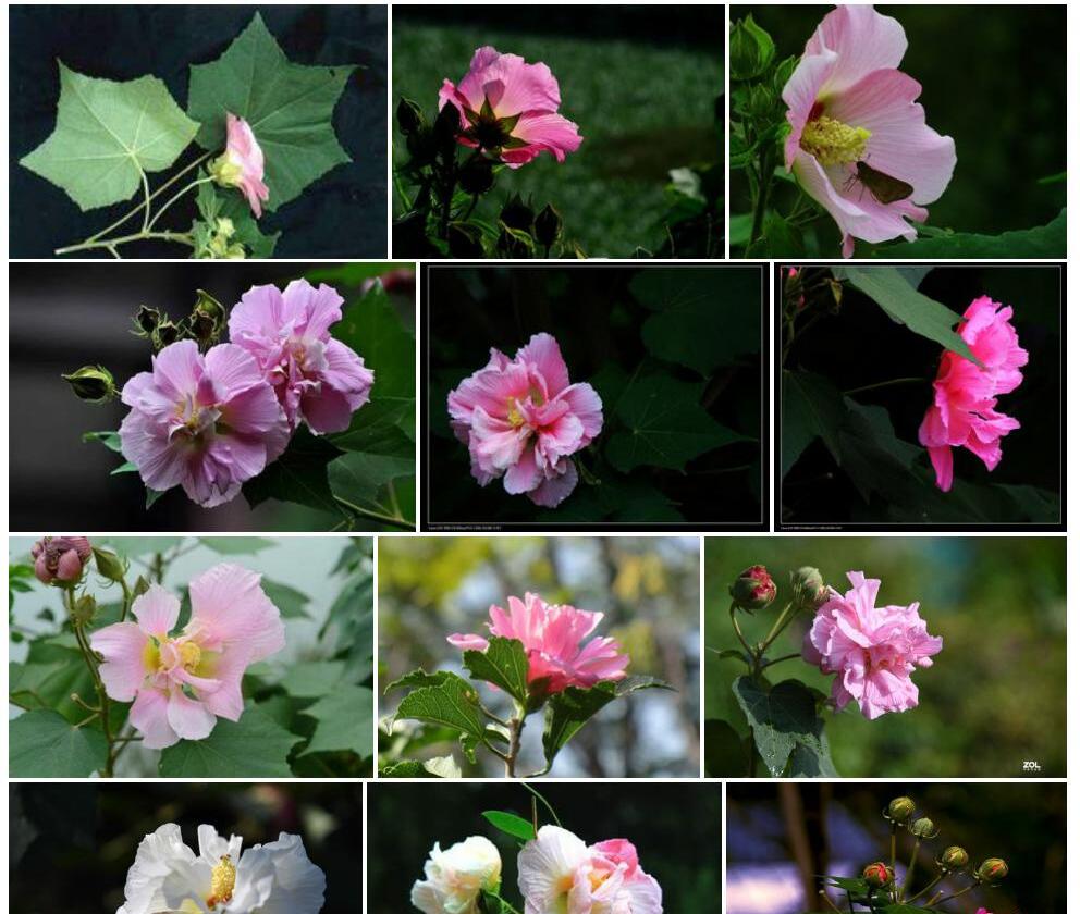全叶美丽芙蓉照片和图片/