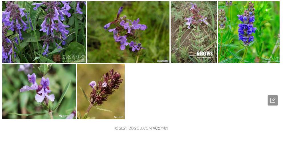 全缘叶青兰照片和图片/