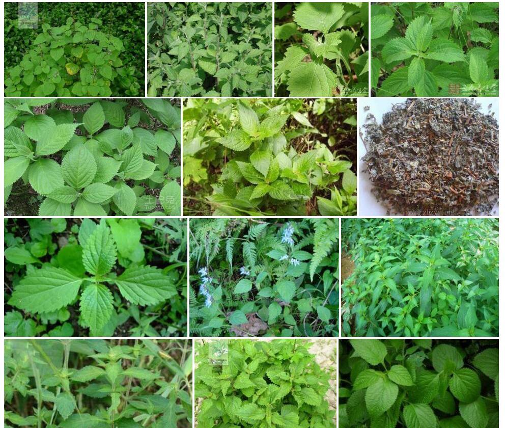 全腺香茶菜照片和图片/