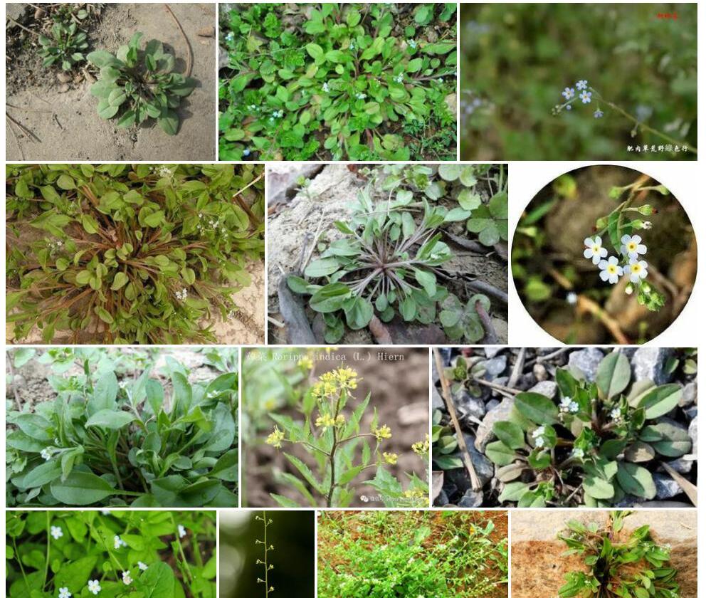 全苞附地菜照片和图片/