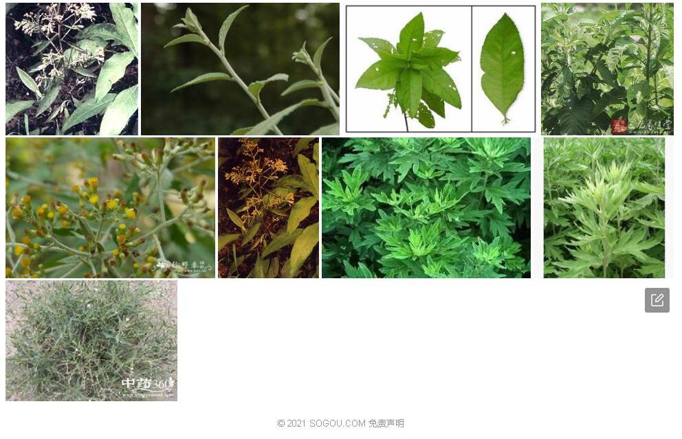 全裂艾纳香照片和图片/
