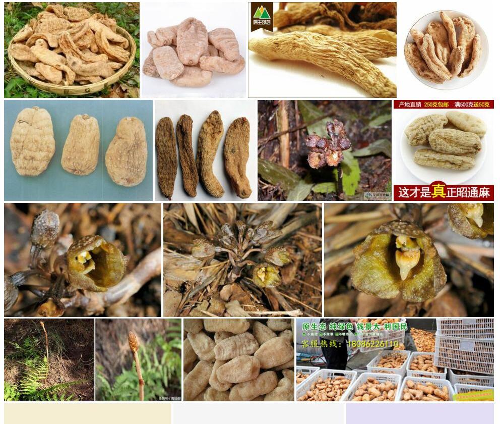八代天麻照片和图片/
