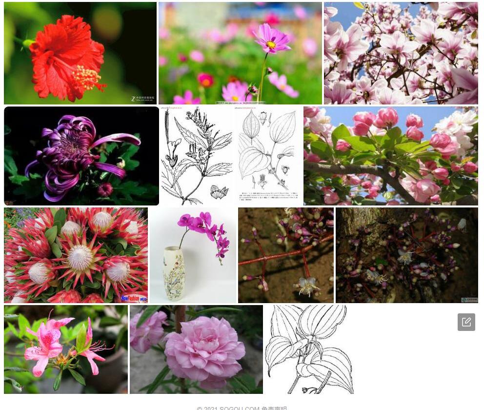 八蕊花照片和图片/