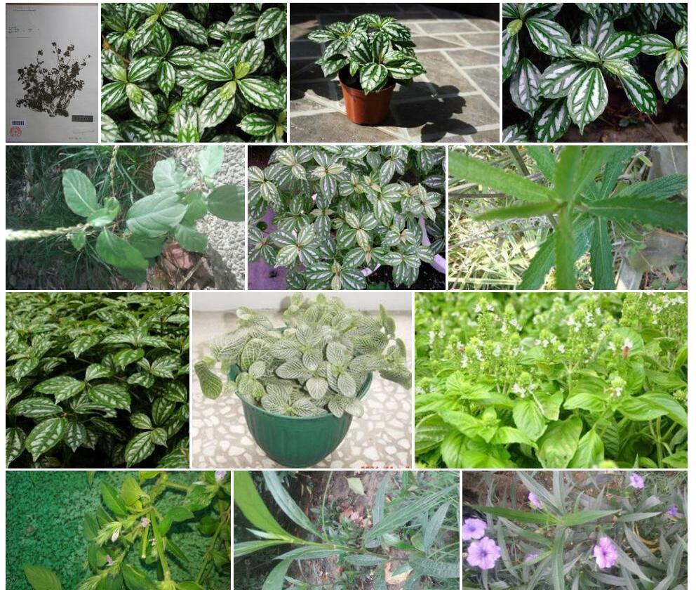 六棱茎冷水花照片和图片/