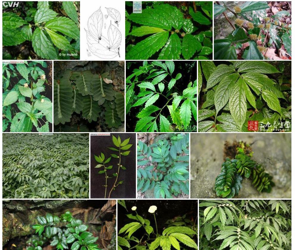 六苞楼梯草照片和图片/