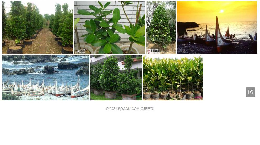 兰屿福木照片和图片/
